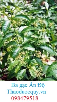 Ba gạc Ấn Độ