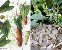 Bài thuốc chữa rối loạn thần kinh thực vật