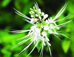 Cây râu mèo - thông tiểu, trừ sỏi thận