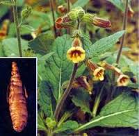 Thuốc Nam chữa bệnh đái tháo đường ( tiểu đường)