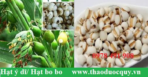 Cách dùng hạt ý dĩ hỗ trợ điều trị viêm phế quản mạn tính