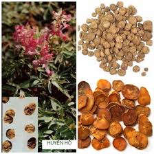 Huyền hồ vị thuốc trị đau bụng kinh