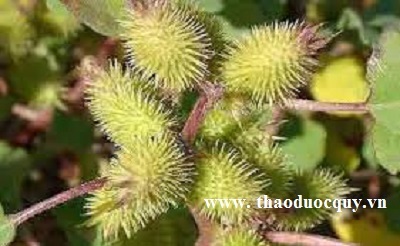 Thuốc nam trị mẩn ngứa