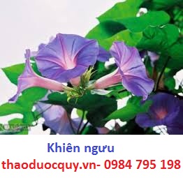 Khiên ngưu