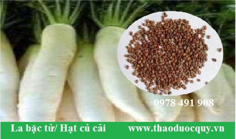 Hạt củ cải/ La bặc tử