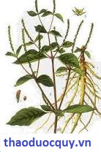 Thảo dược làm mạnh gân cốt, giảm đau