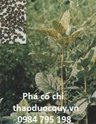 Phá cố chỉ