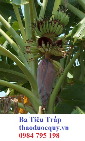 Ưu Đàm Hoa
