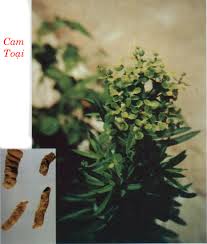 Cam Toại