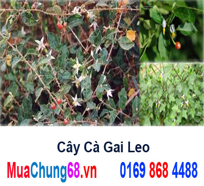 Cà gai leo-giải độc rượu, bảo vệ gan