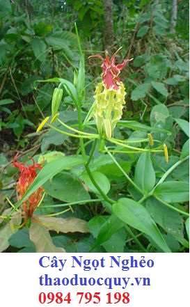 Vả Sleng Đông Đang