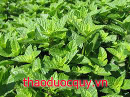 Cây Xương Sáo