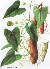 Món ăn dành cho người đái tháo đường