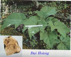 Đại Hoàng