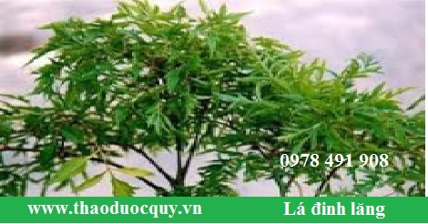 Lá đinh lăng/ Đinh lăng