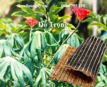 5 bài thuốc trị động thai