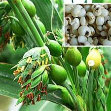 Cháo thuốc, trừ ho, tiêu đờm