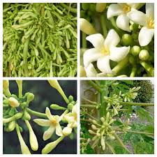 Hoa đu đủ đực chữa ho do viêm họng