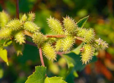 Ké đầu ngựa - vị thuốc quý trị xoang mũi