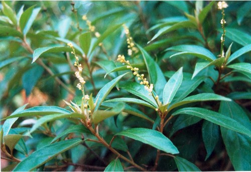 Khổ sâm - Chữa rối loạn nhịp tim