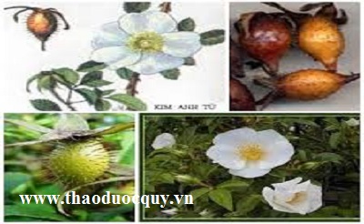 Thích Lê Tử