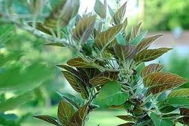 Lá mơ trị bệnh đường tiêu hóa