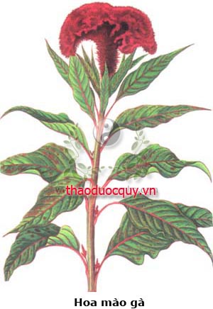 Mào Gà
