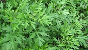 Món ăn thuốc giúp phụ nữ sau sinh nhanh hết sản dịch