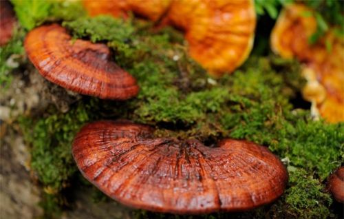 Bị mỡ máu cao có nên uống nấm linh chi không?