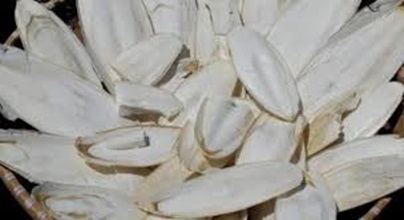 Cách sử dụng mai mực chữa bệnh