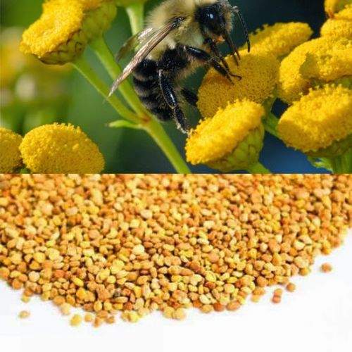 THỨC ĂN DUY NHẤT CÓ CHẤT ĐẠM CỦA ONG MẬT