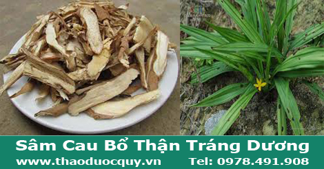 Sâm Cau/ Tiên Mao