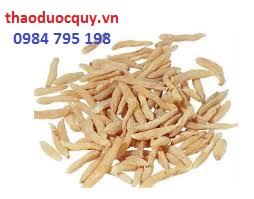 Thảo dược chống lão hóa