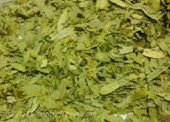 Phan tả diệp  trị táo bón, giảm cân