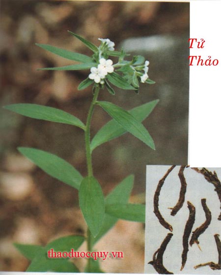 Tử Thảo