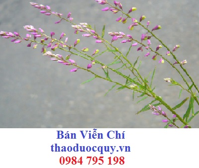 A Chỉ Thảo