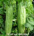 Trái khổ qua giúp giảm cân, ngăn ngừa ung thư