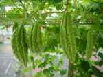 Công dụng của mướp đắng/ khổ qua