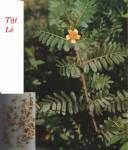 Bạch tật lê bổ thận, trị đau lưng