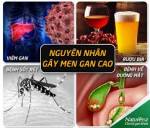 Nguyên nhân gây ra men gan cao