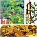 Hoàng kỳ tẩm bổ