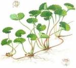 Rau má- Vị thuốc trị rôm sảy, mụn nhọt