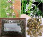 Bài thuốc từ cây ích mẫu