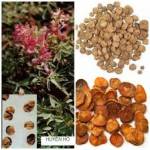 Huyền hồ vị thuốc trị đau bụng kinh