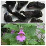 Bài thuốc điều trị chứng tai ù, tai điếc