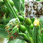 Bài thuốc dành cho người viêm tuyến tụy