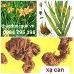 XẠ CAN - chữa viêm họng - ho nhiều đờm