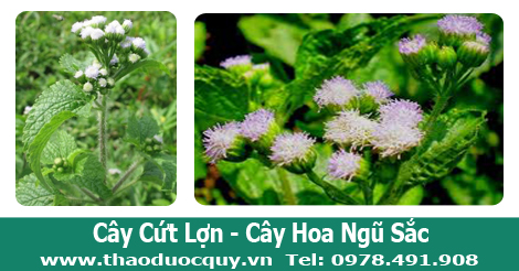 hoa ngũ sắc hay c&ograve;n gọi l&agrave; hoa cứt lợn