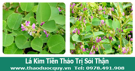 C&acirc;y kim tiền thảo