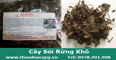 c&acirc;y-s&oacute;i-rừng-kh&ocirc;